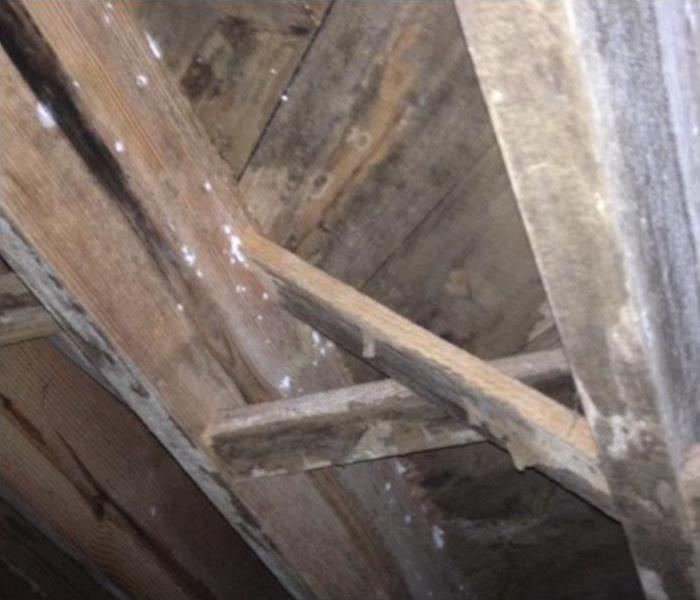 Mold growth in a crawlspace.